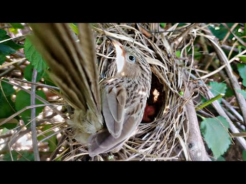 Mother babbler standing in front of babies to make shadow on babies @BirdPlusNest