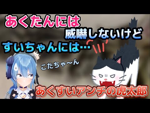 他のホロメンには威嚇しないのに何故かすいちゃんだけ威嚇する虎太郎【ホロライブ切り抜き/常闇トワ/星街すいせい】