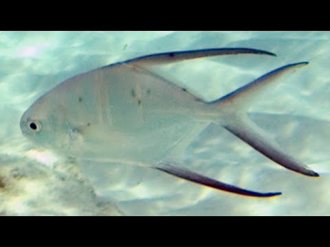 Facts: The Great Pompano (Palometa)