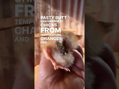 Have You Ever Found Chicks With This Problem?  Here’s How We Treat Pasty Butt On Our Farm!