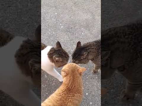 oh they are fighting 😀🤣🤣 #cute #catfighting