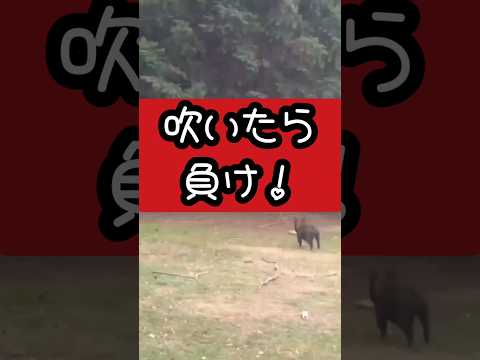 あなたに癒しを。