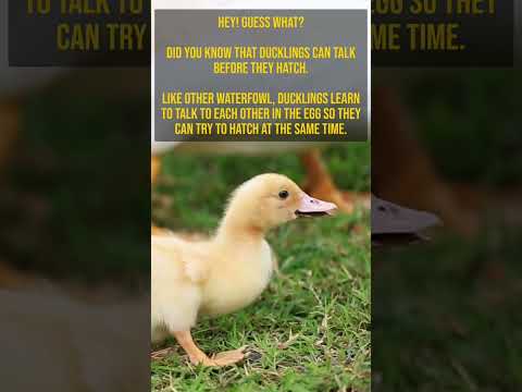 Hey! Guess What, Did you know this about ducklings? #shorts #factshorts