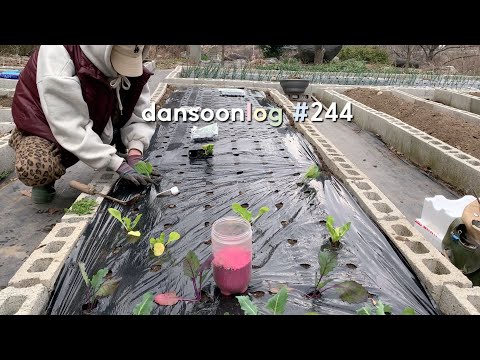 Spring rural life in Korea vlog 244) Seedling work