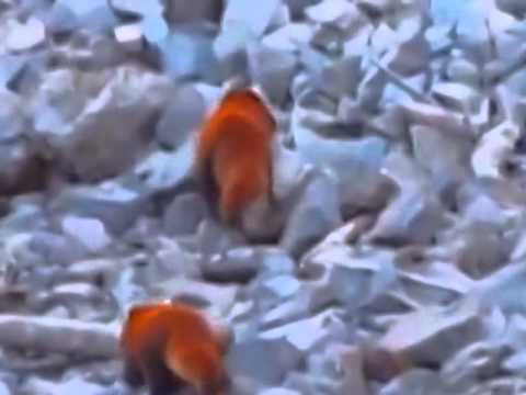 First ever wild footage of red pandas in Myanmar