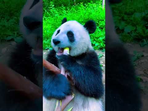 "Panda Power: Watch This Adorable Giant Devour Bamboo Fast!" #wildlife #fascinatingwildlife