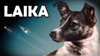 Laika: The Tragic Story of the First Dog in Space