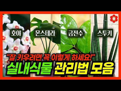 내 식물에 이런일이?!🫢 그럴땐 이렇게 하세요ㅣ🪴실내식물 전문가의 실전관리법 꿀팁 무료로 다드림, 가족들에게 공유하세요ㅣ식집사들에게 바칩니다, 듣기만하면 끝!📌 [추석특집]