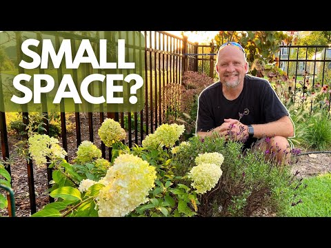 Big Impact, Small Spaces: Bobo® Hydrangea by Proven Winners