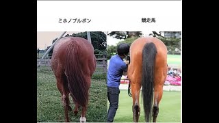 ミホノブルボン ～生い立ちから引退まで～