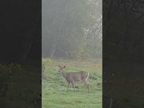 deer family