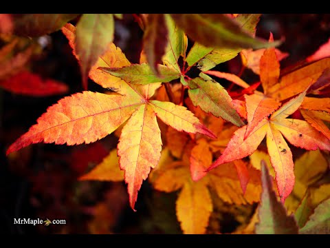 Acer palmatum 'Satsuki beni' Japanese Maple