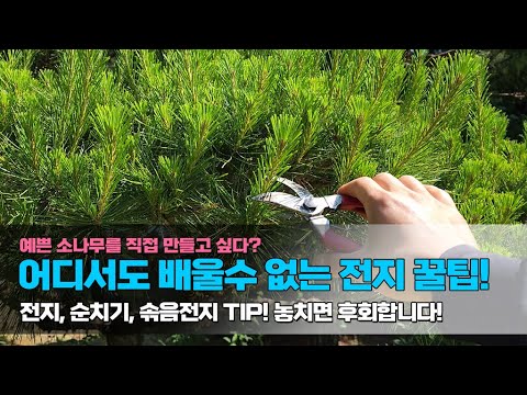 예쁜 소나무를 직접 만들고 싶다? 어디서도 배울 수 없는 전지 꿀팁! 전지, 순치기, 솎음전지 TIP! 놓치면 후회합니다!