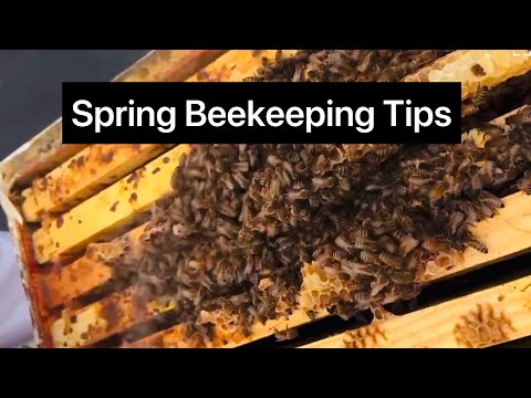 SPRING BEEKEEPING TIPS