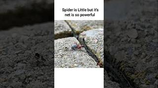 Spider amazing predation #spider #amazingspider