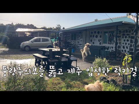 SUB 단순로그280 풍랑 주의보를 뚫고 세 식구 제주 입성한 럭키비키 vlog