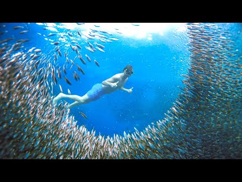 Where to Swim With Sardines & Turtles in Philippines..!