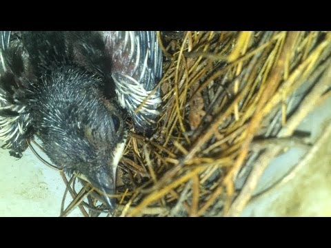 Interesting Bird Video | Nest in MCB Distribution Box of KSEB