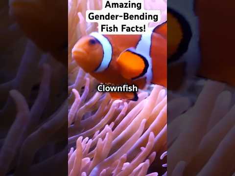 Amazing Gender-Bending Fish Facts! #ytshorts #superfood #facts #animals #biologyscience