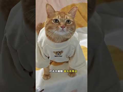 "Happy Singing Cartoon Cat in a Beautiful Dress"? #shortvideo #cat #cute #funny #music