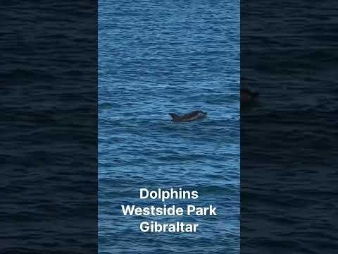 Dolphins Gibraltar