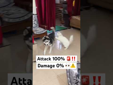 Dog vs Cat WAR for Food 🚨😭 #shorts #dog #husky #trendingsongs