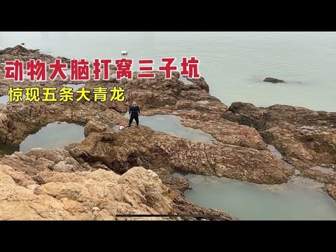 【阿向趕海】動物大腦打窩三子坑 抽乾後 引來八爪怪群毆黑毛魚 喜獲五條大青龍