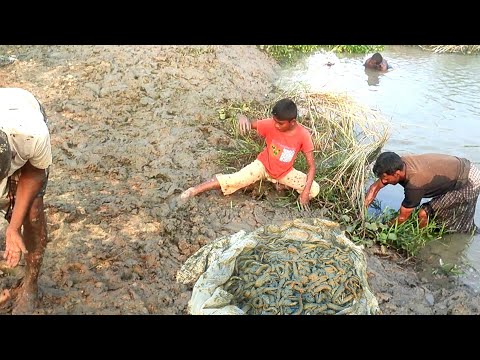 Fish hunting video In village| Bim mach dora| bass fishing video