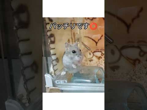 撮影慣れしてるハムスター（ピク）#ハムスター #hamsters #ジャンガリアンハムスター #cute #可愛い #pets #癒し#モデル