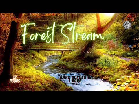 Forest Stream ⨀ Sleep Well to the Sounds of a Gently Flowing Stream ⨀ Relax and Find Peace 😴