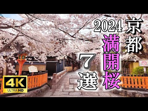 2024年4月7日撮影  満開京都の桜7選　祇園白川筋　東寺　二条城　円山公園　知恩院　建仁寺　鴨川花の回廊