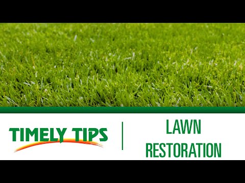 How To Restore a Lawn | Menards