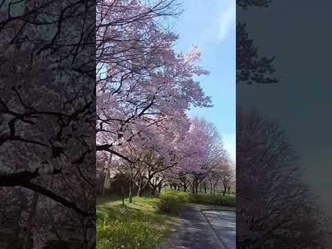 ショート703【桜満開】#cherry blossom#満開#🌸