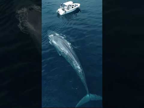 Blue Whale In The Ocean || #bluewhales #whale #ocean #sea #trending #shorts #viral