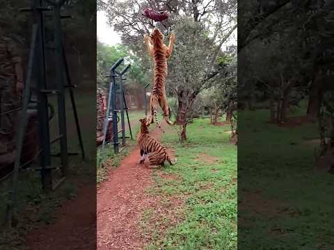 Hungry Tiger Jumping for Meat at Zoo || #tiger #zoo #wildlife #trendingshorts #viralshorts #shorts