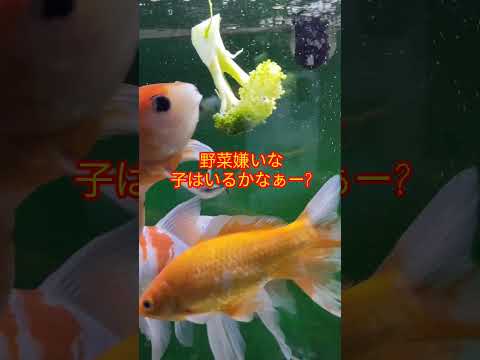 [金魚]　金魚も野菜好きなんですよ❣でも野菜が嫌いな金魚もいるかも?😝#goidfish