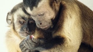 Moral behavior in animals | Frans de Waal