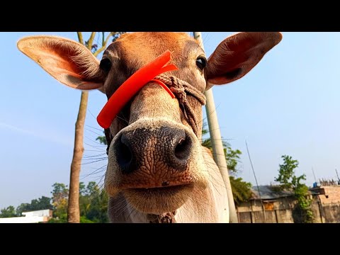 Cow Eating Funny Videos For Kids | cow grass eating | cow sound