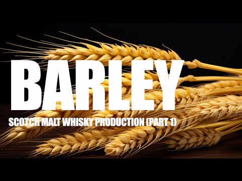 Barley - Anatomy, Steeping, Malting, Destoning