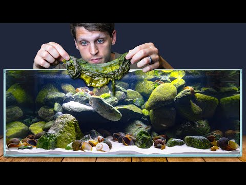 Using Algae to Create Shell Dweller Cichlid Fish Tank