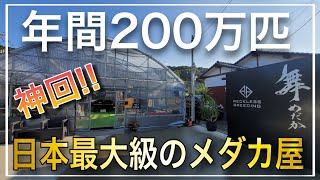 『神ショップ』年間200万匹飼育する舞めだかさんの直売所が凄すぎた!!日本トップクラスのメダカが大量‼　改良めだか　aquarium　アクアリウム　メダカ　植物