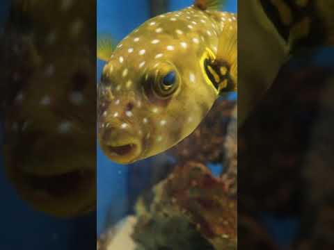 yellow black spotted puffer fish