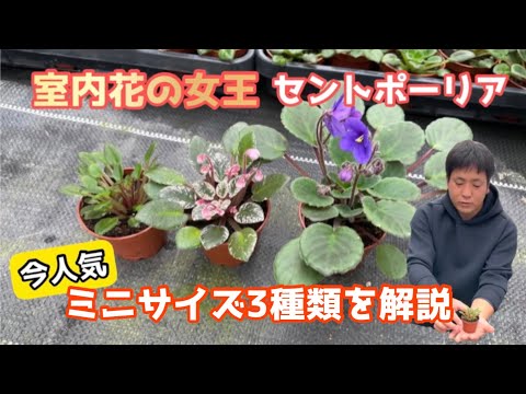 【園芸】“人工ライトで育つ花！セントポーリア”今話題のミニ種って？