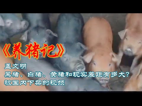 被墙内快速下架的孟文明 《养猪记》，看得懂的都是关注墙内现状的人。作风优良 能打胜仗，这八个字一点不幽默不可笑，只透着没文化没素质。现在却成为最贵的八个字～1400多万呀#脱口秀