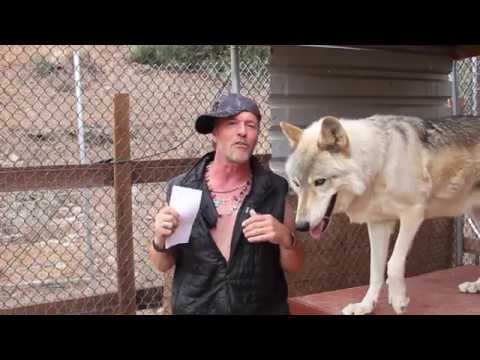 So you fink you want a wolfdog episode 4