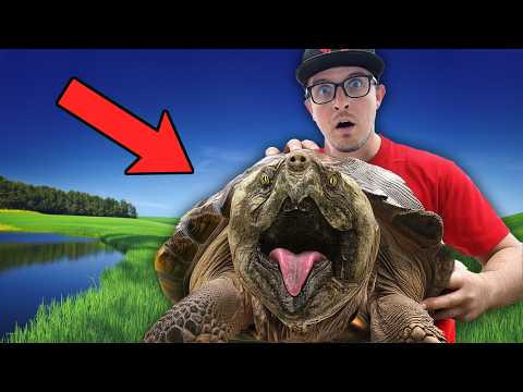 This Turtle Is Eating My Fish!