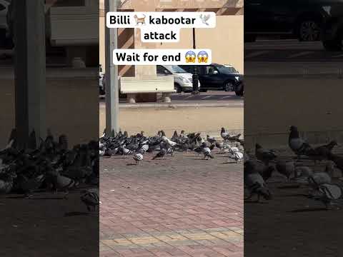 Billi attack kabootar 😱😱🥵| pigeon playing 🥰| #viral #trending #youtubeshorts