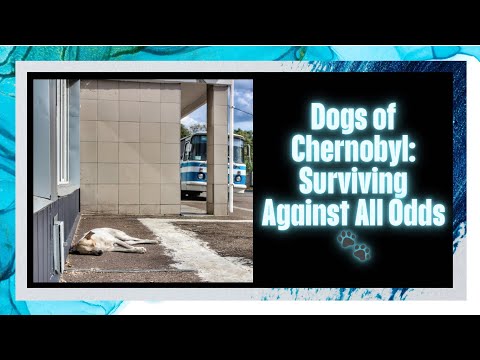 Dogs of Chernobyl: Surviving Against All Odds 🐾