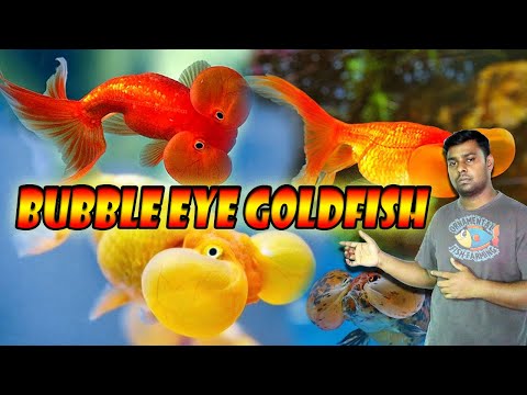 Bubble Eye Goldfish -  strange-eyed fancy goldfish