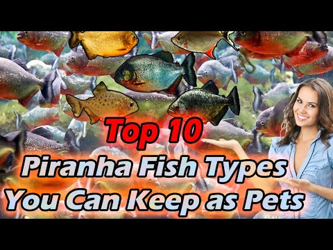 Top 10 Piranha Fish Types You Can Keep as Pets